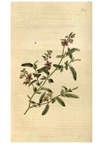 Reproducción/Reproduction 34800859830: Curtis's botanical magazine.. London ; New York [etc.] :Academic Press [etc.]