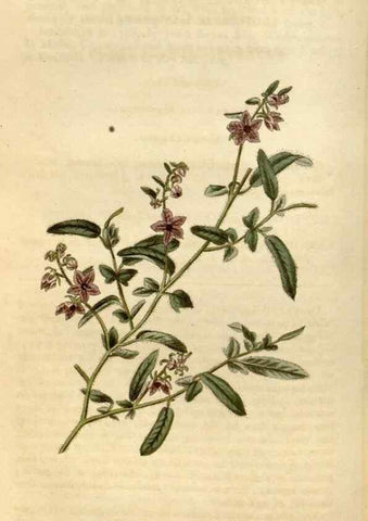 Reproducción/Reproduction 34800859830: Curtis's botanical magazine.. London ; New York [etc.] :Academic Press [etc.]