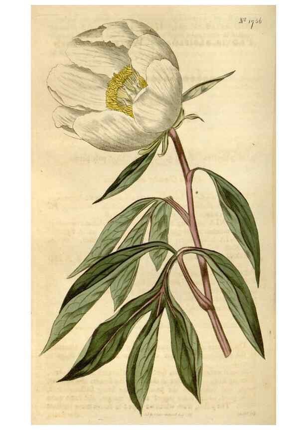 Reproducción/Reproduction 34377877163: Curtis's botanical magazine.. London ; New York [etc.] :Academic Press [etc.]