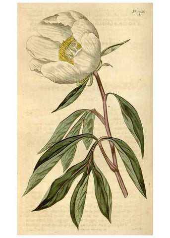 Reproducción/Reproduction 34377877163: Curtis's botanical magazine.. London ; New York [etc.] :Academic Press [etc.]