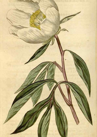 Reproducción/Reproduction 34377877163: Curtis's botanical magazine.. London ; New York [etc.] :Academic Press [etc.]
