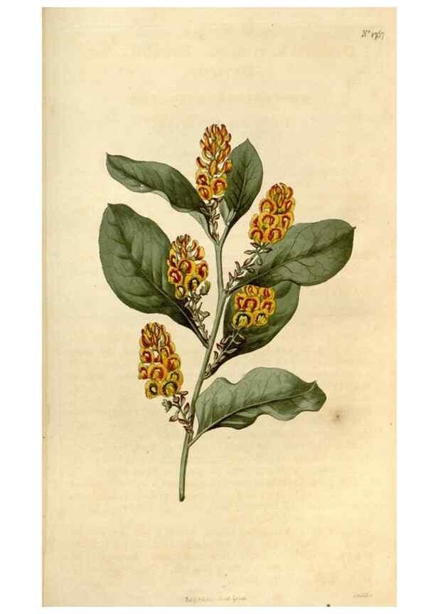 Reproducción/Reproduction 34377878223: Curtis's botanical magazine.. London ; New York [etc.] :Academic Press [etc.]