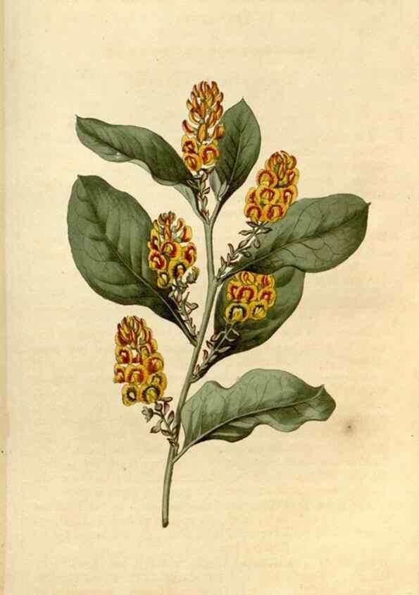 Reproducción/Reproduction 34377878223: Curtis's botanical magazine.. London ; New York [etc.] :Academic Press [etc.]
