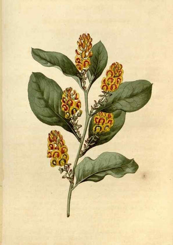 Reproducción/Reproduction 34377878223: Curtis's botanical magazine.. London ; New York [etc.] :Academic Press [etc.]