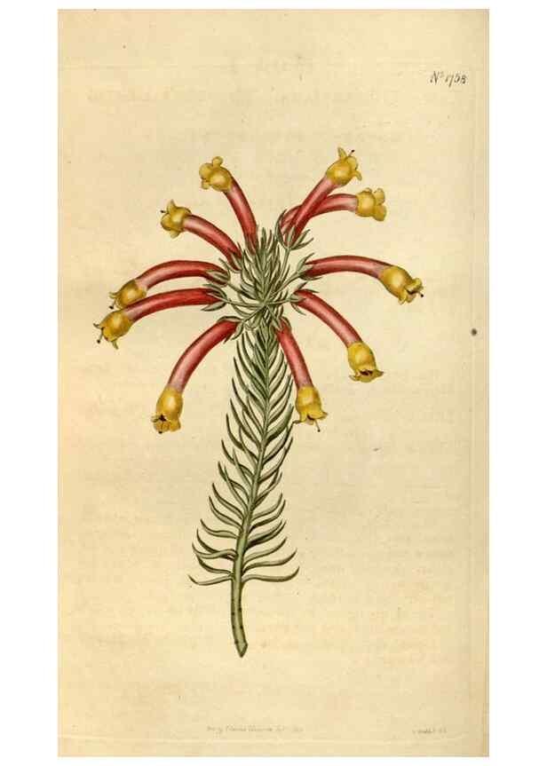 Reproducción/Reproduction 34377878823: Curtis's botanical magazine.. London ; New York [etc.] :Academic Press [etc.]