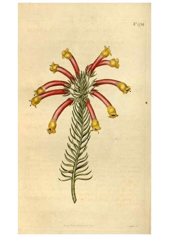 Reproducción/Reproduction 34377878823: Curtis's botanical magazine.. London ; New York [etc.] :Academic Press [etc.]