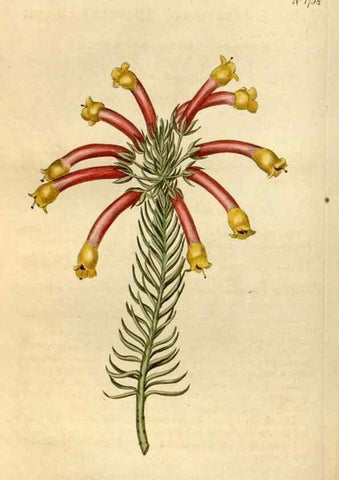 Reproducción/Reproduction 34377878823: Curtis's botanical magazine.. London ; New York [etc.] :Academic Press [etc.]