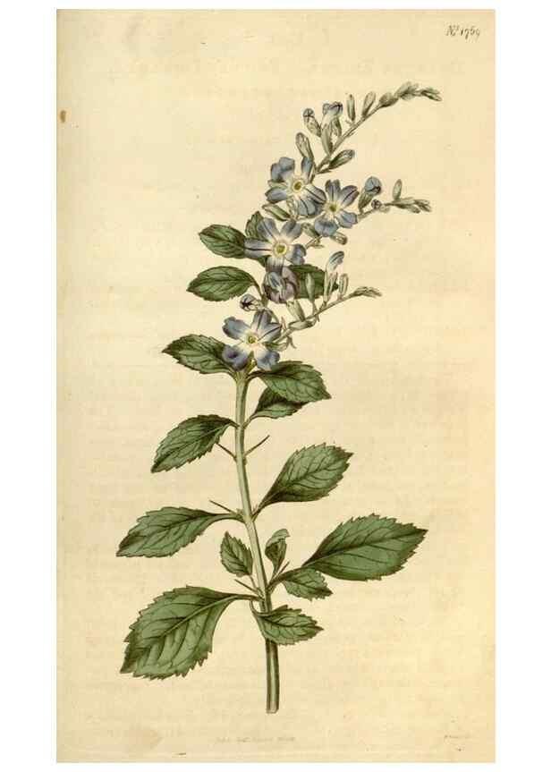 Reproducción/Reproduction 34377879903: Curtis's botanical magazine.. London ; New York [etc.] :Academic Press [etc.]