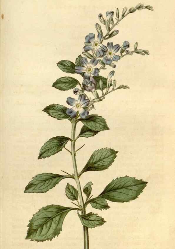 Reproducción/Reproduction 34377879903: Curtis's botanical magazine.. London ; New York [etc.] :Academic Press [etc.]