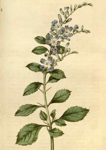 Reproducción/Reproduction 34377879903: Curtis's botanical magazine.. London ; New York [etc.] :Academic Press [etc.]