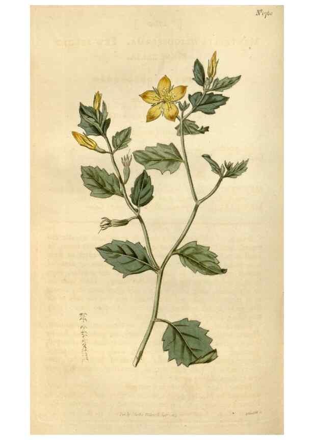 Reproducción/Reproduction 35187457995: Curtis's botanical magazine.. London ; New York [etc.] :Academic Press [etc.]