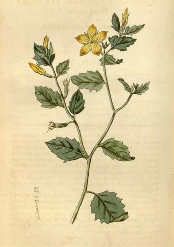 Reproducción/Reproduction 35187457995: Curtis's botanical magazine.. London ; New York [etc.] :Academic Press [etc.]