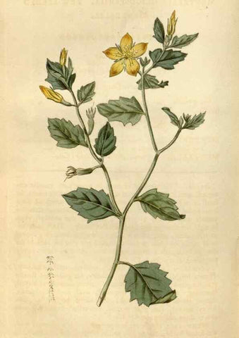 Reproducción/Reproduction 35187457995: Curtis's botanical magazine.. London ; New York [etc.] :Academic Press [etc.]