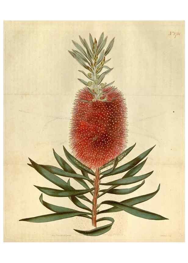 Reproducción/Reproduction 35187460275: Curtis's botanical magazine.. London ; New York [etc.] :Academic Press [etc.]