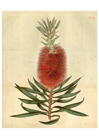 Reproducción/Reproduction 35187460275: Curtis's botanical magazine.. London ; New York [etc.] :Academic Press [etc.]