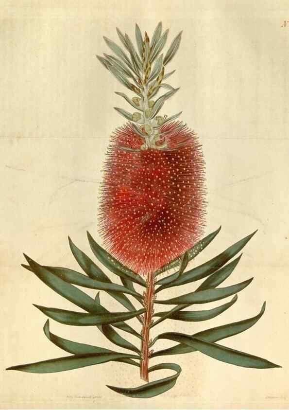 Reproducción/Reproduction 35187460275: Curtis's botanical magazine.. London ; New York [etc.] :Academic Press [etc.]