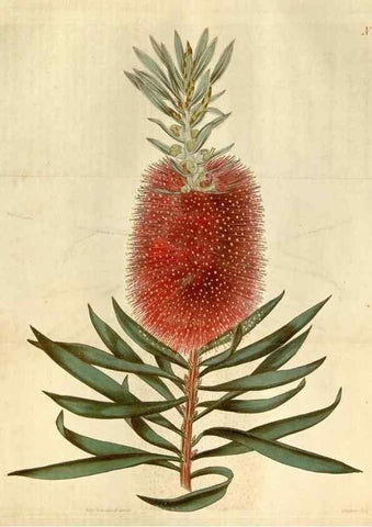 Reproducción/Reproduction 35187460275: Curtis's botanical magazine.. London ; New York [etc.] :Academic Press [etc.]