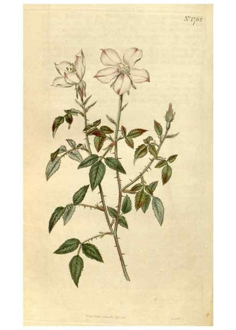 Reproducción/Reproduction 35187463025: Curtis's botanical magazine.. London ; New York [etc.] :Academic Press [etc.]