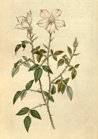 Reproducción/Reproduction 35187463025: Curtis's botanical magazine.. London ; New York [etc.] :Academic Press [etc.]