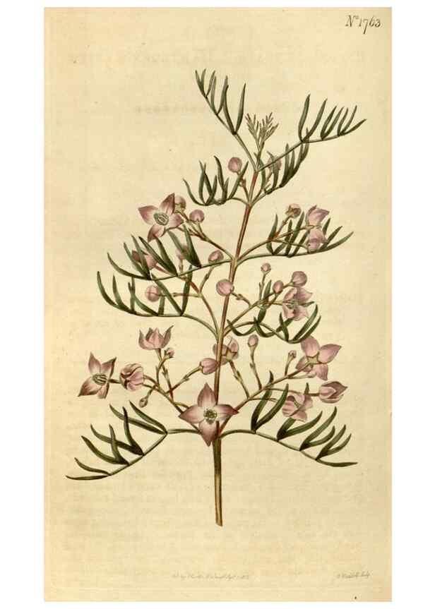 Reproducción/Reproduction 34800874260: Curtis's botanical magazine.. London ; New York [etc.] :Academic Press [etc.]