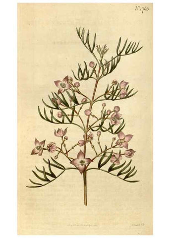 Reproducción/Reproduction 34800874260: Curtis's botanical magazine.. London ; New York [etc.] :Academic Press [etc.]