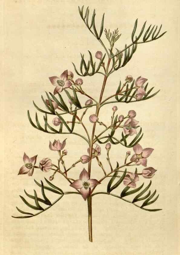 Reproducción/Reproduction 34800874260: Curtis's botanical magazine.. London ; New York [etc.] :Academic Press [etc.]