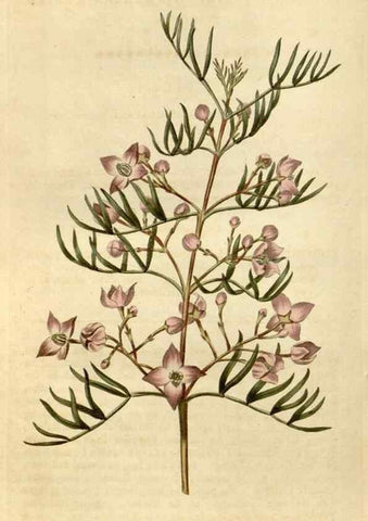 Reproducción/Reproduction 34800874260: Curtis's botanical magazine.. London ; New York [etc.] :Academic Press [etc.]