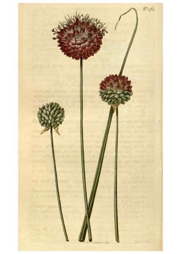 Reproducción/Reproduction 34800876730: Curtis's botanical magazine.. London ; New York [etc.] :Academic Press [etc.]