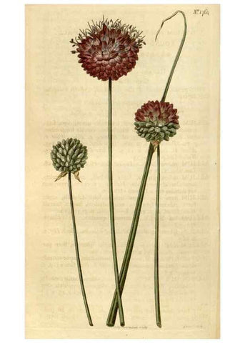 Reproducción/Reproduction 34800876730: Curtis's botanical magazine.. London ; New York [etc.] :Academic Press [etc.]