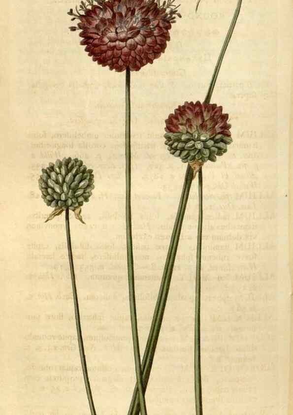 Reproducción/Reproduction 34800876730: Curtis's botanical magazine.. London ; New York [etc.] :Academic Press [etc.]