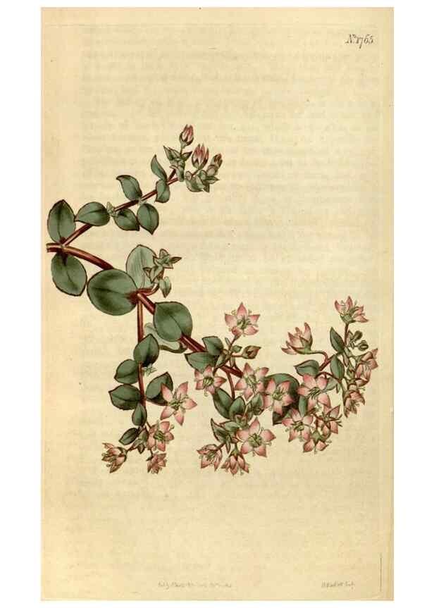 Reproducción/Reproduction 34800878580: Curtis's botanical magazine.. London ; New York [etc.] :Academic Press [etc.]