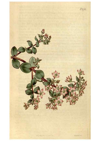 Reproducción/Reproduction 34800878580: Curtis's botanical magazine.. London ; New York [etc.] :Academic Press [etc.]