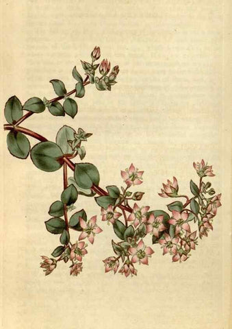 Reproducción/Reproduction 34800878580: Curtis's botanical magazine.. London ; New York [etc.] :Academic Press [etc.]