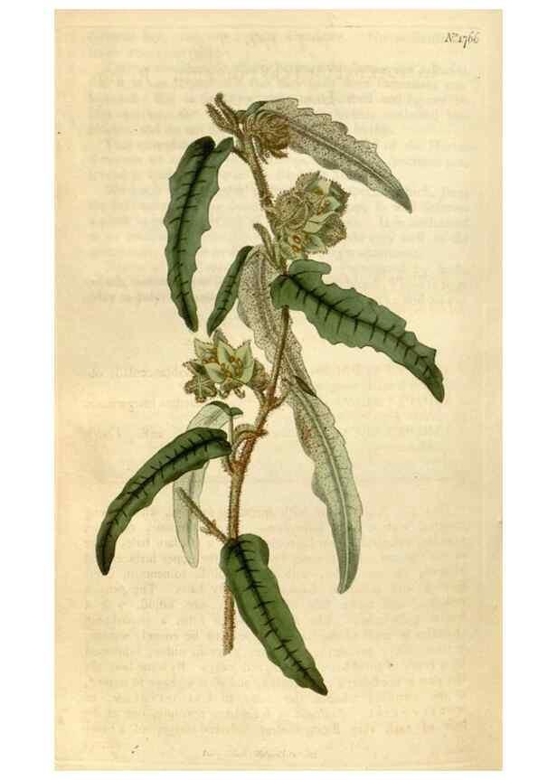 Reproducción/Reproduction 34800880300: Curtis's botanical magazine.. London ; New York [etc.] :Academic Press [etc.]