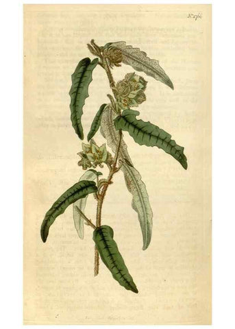 Reproducción/Reproduction 34800880300: Curtis's botanical magazine.. London ; New York [etc.] :Academic Press [etc.]