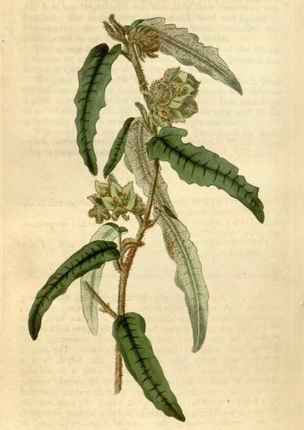 Reproducción/Reproduction 34800880300: Curtis's botanical magazine.. London ; New York [etc.] :Academic Press [etc.]