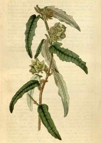 Reproducción/Reproduction 34800880300: Curtis's botanical magazine.. London ; New York [etc.] :Academic Press [etc.]