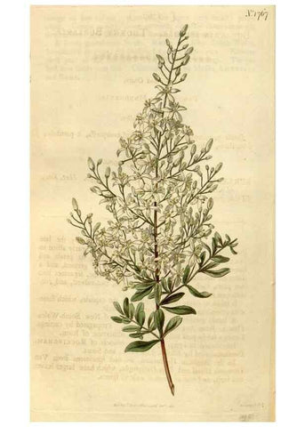 Reproducción/Reproduction 34800881720: Curtis's botanical magazine.. London ; New York [etc.] :Academic Press [etc.]