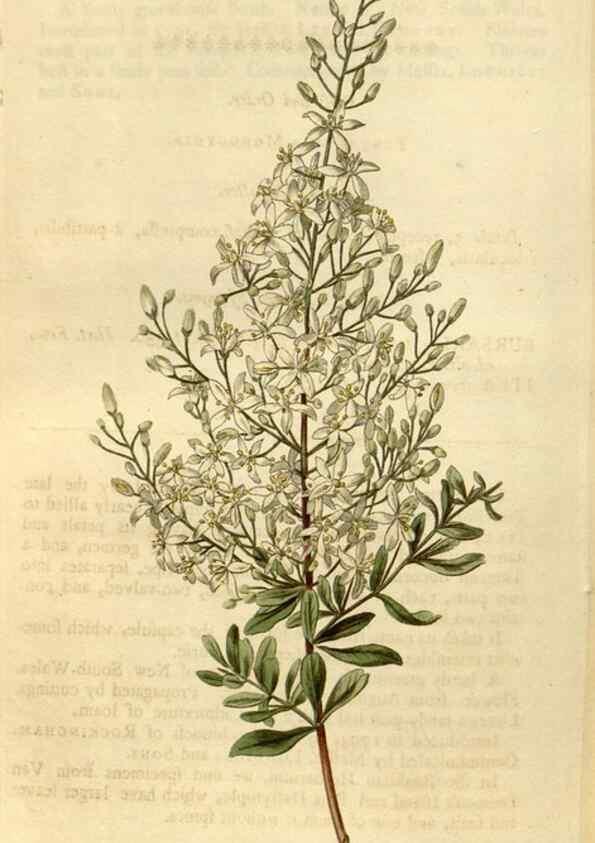 Reproducción/Reproduction 34800881720: Curtis's botanical magazine.. London ; New York [etc.] :Academic Press [etc.]