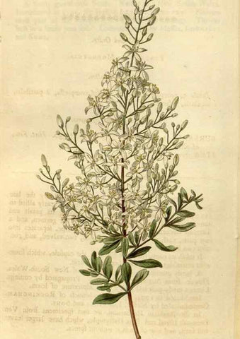 Reproducción/Reproduction 34800881720: Curtis's botanical magazine.. London ; New York [etc.] :Academic Press [etc.]