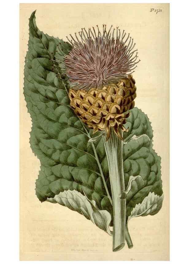 Reproducción/Reproduction 35147209046: Curtis's botanical magazine.. London ; New York [etc.] :Academic Press [etc.]