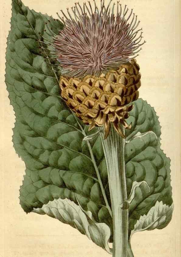 Reproducción/Reproduction 35147209046: Curtis's botanical magazine.. London ; New York [etc.] :Academic Press [etc.]