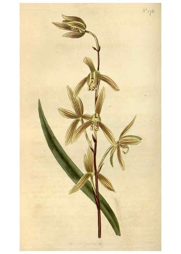 Reproducción/Reproduction 35147206886: Curtis's botanical magazine.. London ; New York [etc.] :Academic Press [etc.]