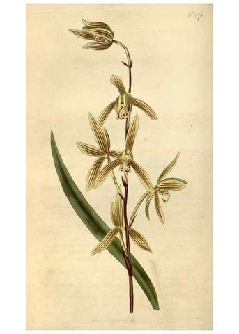 Reproducción/Reproduction 35147206886: Curtis's botanical magazine.. London ; New York [etc.] :Academic Press [etc.]