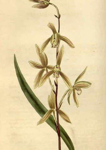 Reproducción/Reproduction 35147206886: Curtis's botanical magazine.. London ; New York [etc.] :Academic Press [etc.]
