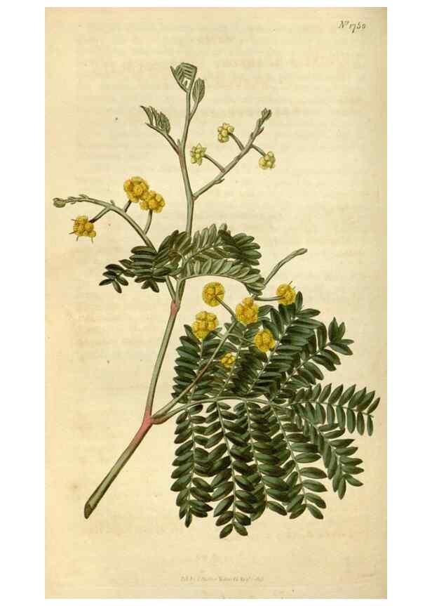 Reproducción/Reproduction 35147204476: Curtis's botanical magazine.. London ; New York [etc.] :Academic Press [etc.]
