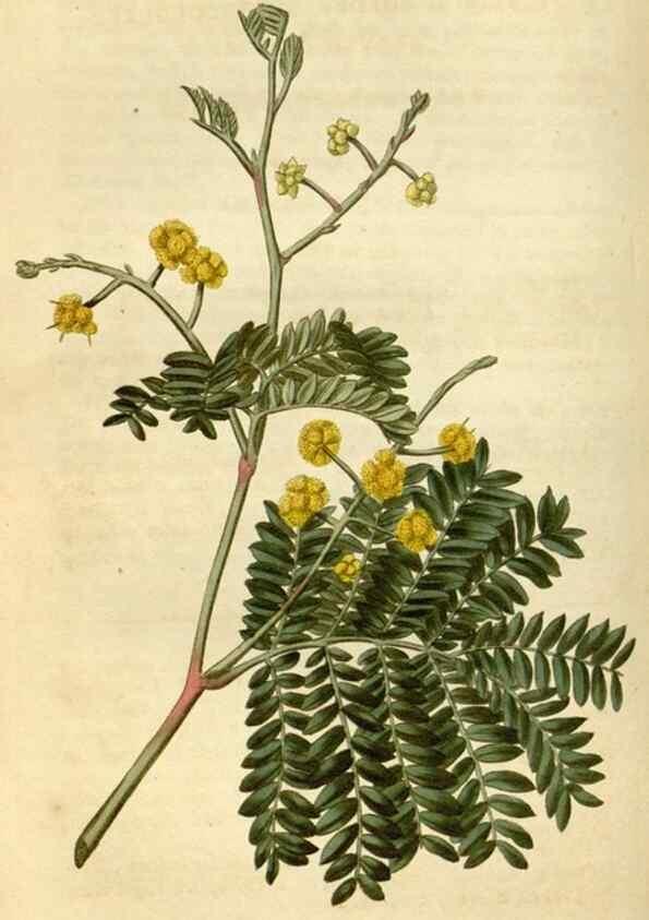 Reproducción/Reproduction 35147204476: Curtis's botanical magazine.. London ; New York [etc.] :Academic Press [etc.]