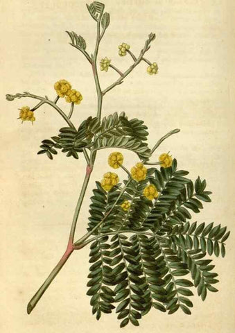 Reproducción/Reproduction 35147204476: Curtis's botanical magazine.. London ; New York [etc.] :Academic Press [etc.]