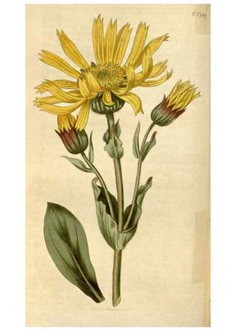 Reproducción/Reproduction 35147201256: Curtis's botanical magazine.. London ; New York [etc.] :Academic Press [etc.]