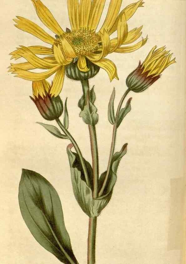 Reproducción/Reproduction 35147201256: Curtis's botanical magazine.. London ; New York [etc.] :Academic Press [etc.]